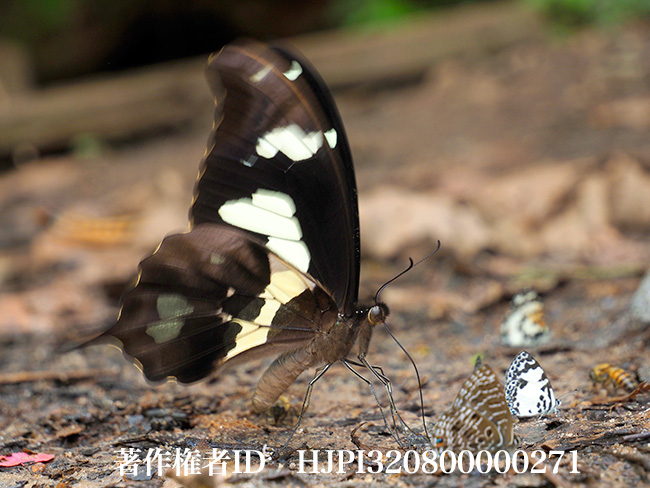 オオシロモンアゲハの飛翔　Papilio hesperus