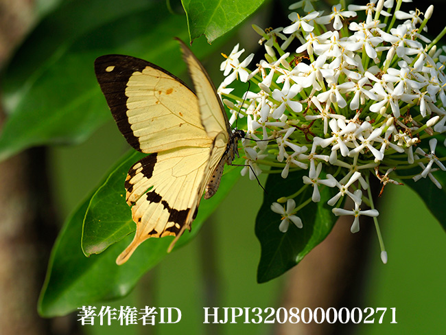 オスジロアゲハのオス　Papilio dardanus