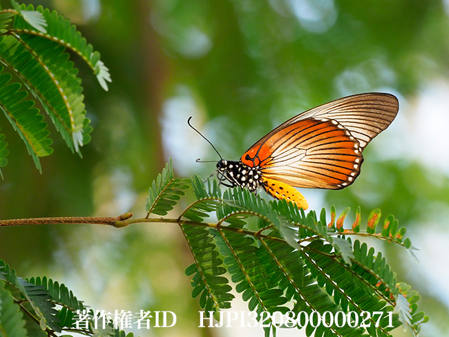 ザルモクシスオオアゲハ　Papilio zalmoxis