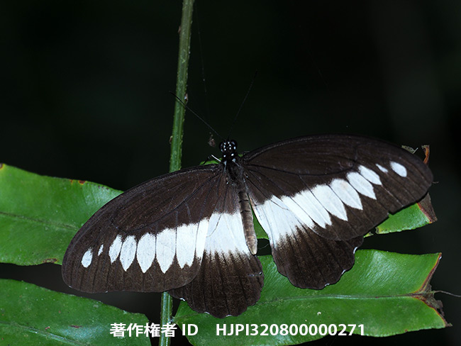 ゼノビアアゲハ Papilio　zenobia 