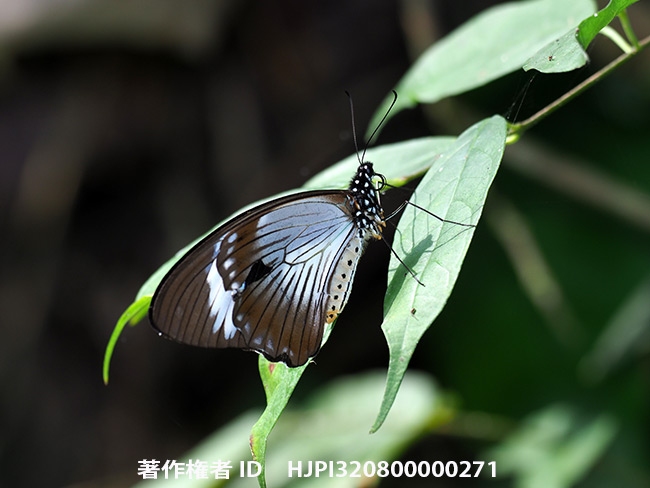 オスジロアゲハ♀　Papilio dardanus
