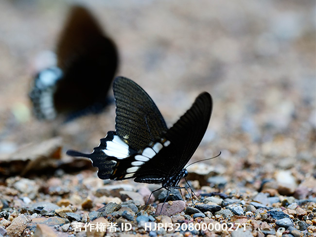 タイネッタイモンキアゲハ　Papilio pitmani
