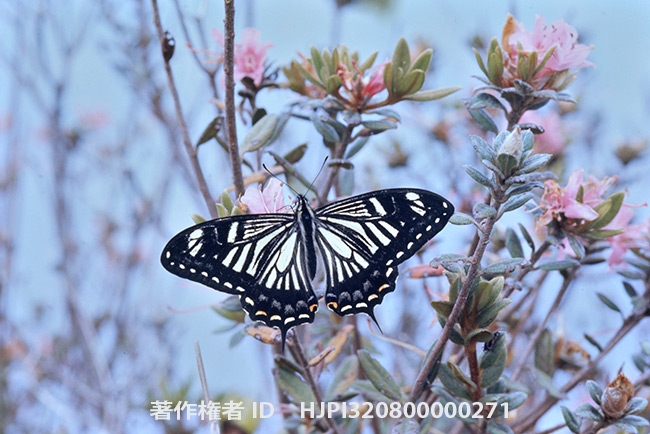 ベンゲットアゲハ　Papilio xuthus benguetanus