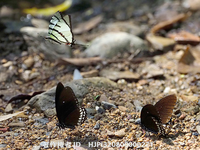 マハデバオナシモンキアゲハ　Papilio castor mahadeva