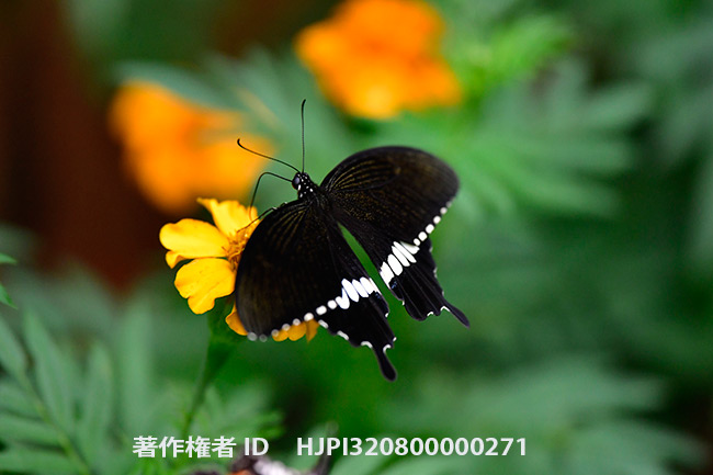 シロオビアゲハ　Papilio polytes