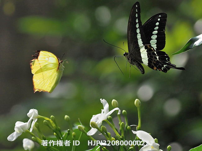 オビモンアゲハとトガリキチョウ　Papilio demolion