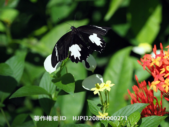 シロオビモンキアゲハの飛翔　Papilio nephelus