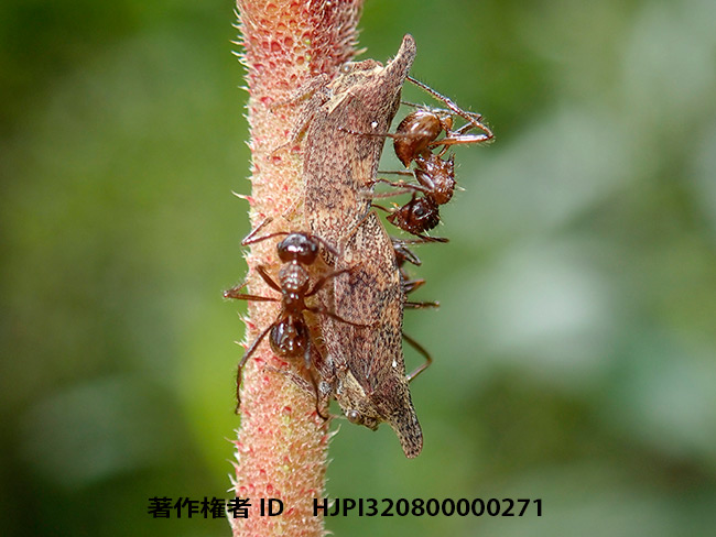 サオナシツノゼミ　Hybandoides sumatrensis
