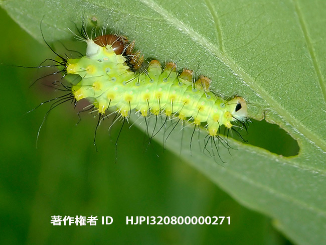 ヤママユの幼虫　Antheraea yamamai