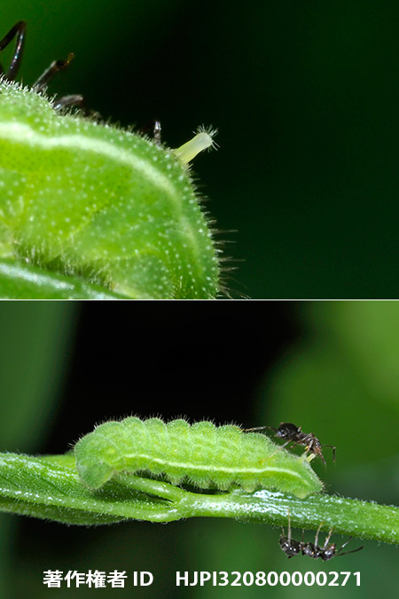 アサマシジミの幼虫とアリ　Lycaeides subsolana