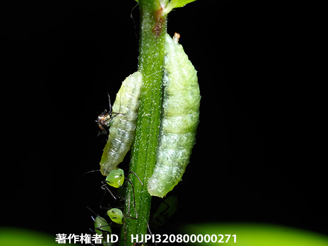 ヒラタアブの幼虫