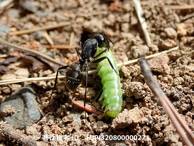 獲物を運ぶクロオオアリ　Camponotus japonicus