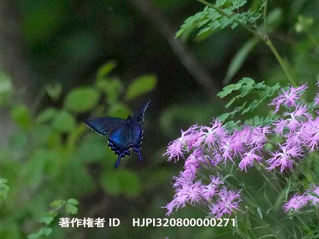 北海道のカラスアゲハ　Papilio dehaanii
