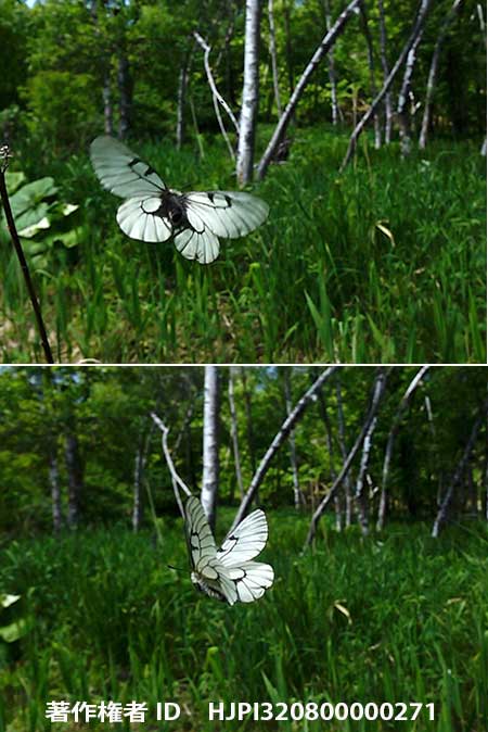 ヒメウスバシロチョウの飛翔　Parnassius stubbendorfii
