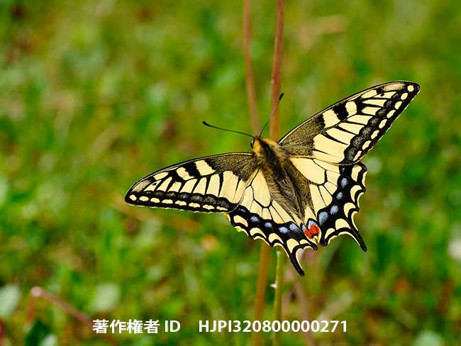 キアゲハを標準マクロで　Papilio machaon