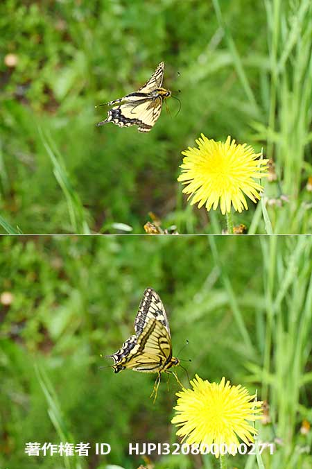 キアゲハの飛翔をプリ連写で　Papilio machaon