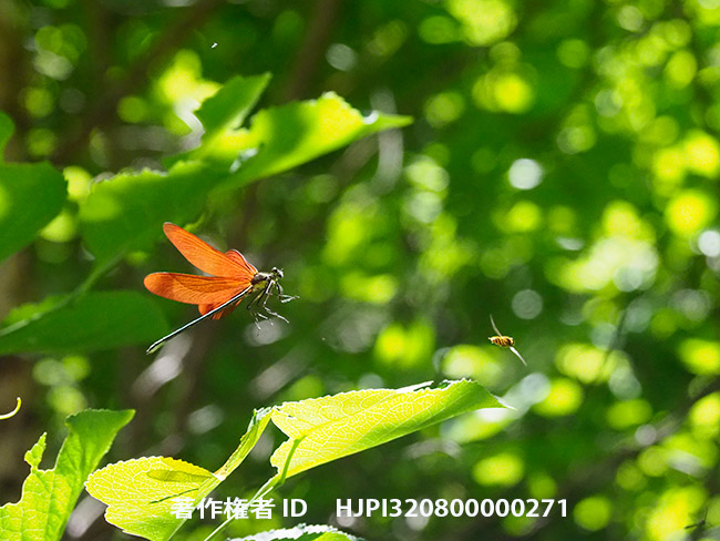 ミヤマカワトンボの飛翔　Calopteryx cornelia