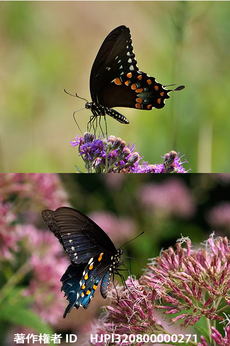 アオジャコウアゲハとクスノキアゲハは翅の裏面もそっくり　Papilio troilus 