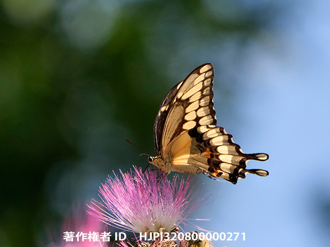 オオタスキアゲハ　Papilio cresphontes