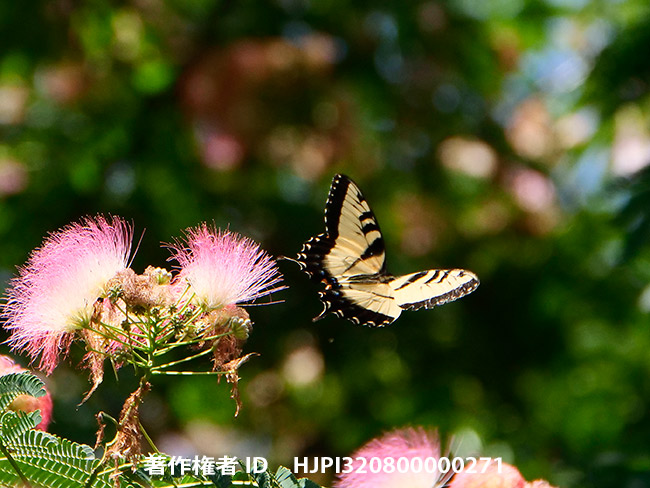 トラフアゲハのオス　Papilio glaucus 