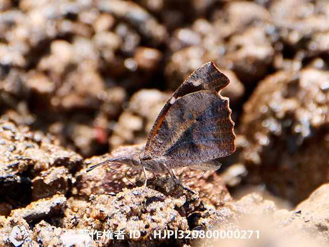 アメリカのテングチョウ Libythea sp. - 海野和男のデジタル昆虫記