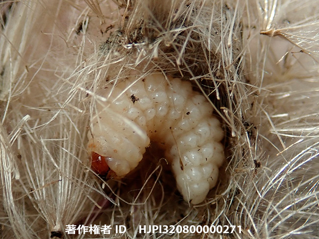 ゴボウゾウの幼虫　Larinus sp.