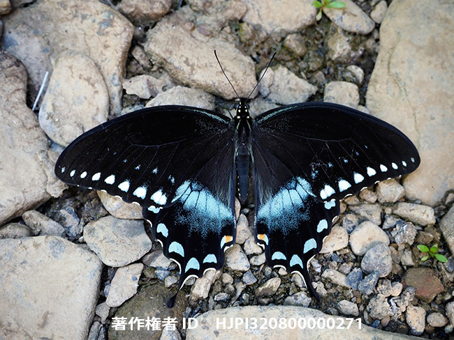 クスノキアゲハの吸水　Papilio troirus