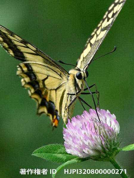 キアゲハ　Papilio　machaon