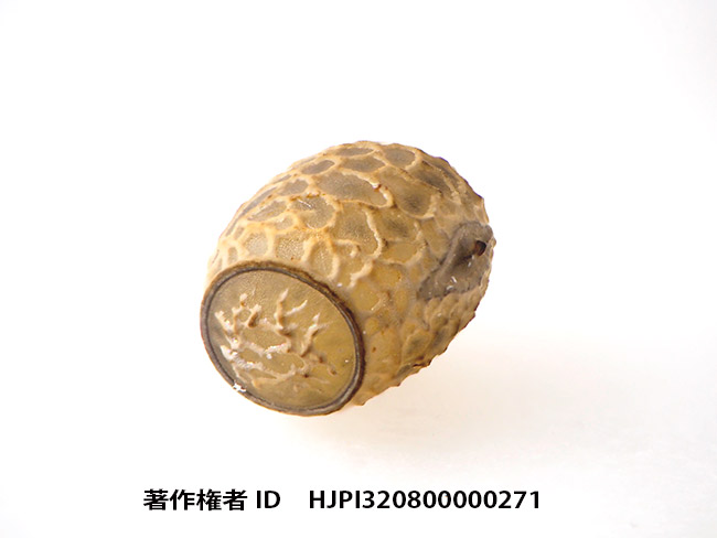 シラキトビナナフシの卵　Micadina conifera