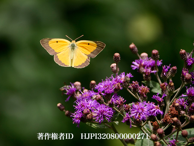 オオアメリカモンキチョウ Colias eurytheme - 海野和男のデジタル昆虫 