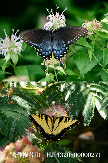 トラフアゲハ　Papilio glaucus