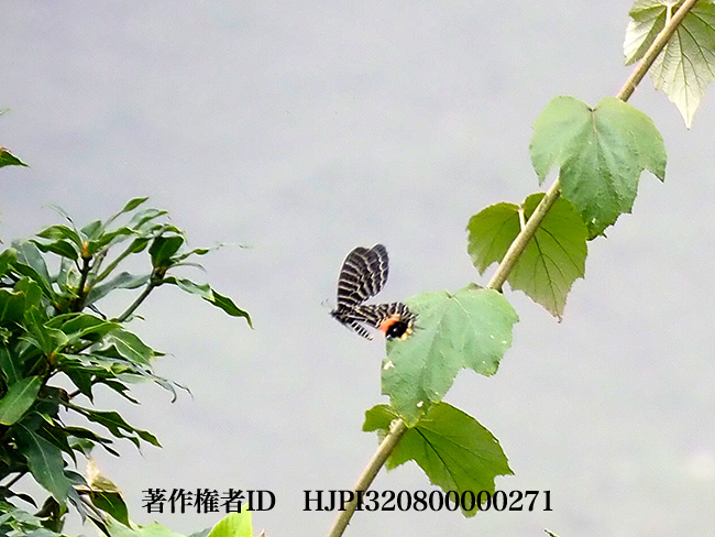 シボリアゲハ Bhutanitis lidderdalii - 海野和男のデジタル昆虫記 