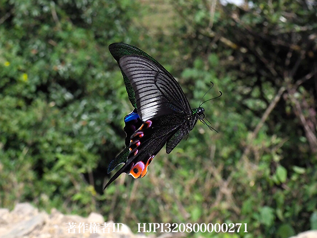 オオクジャクアゲハ　Papilio arcturus
