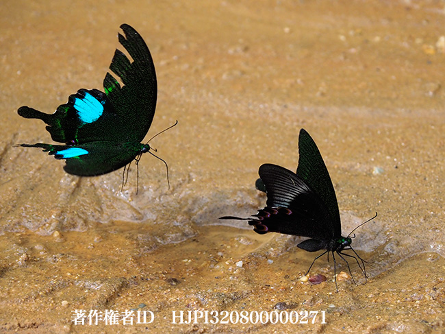 ルリモンアゲハ　Papilio paris