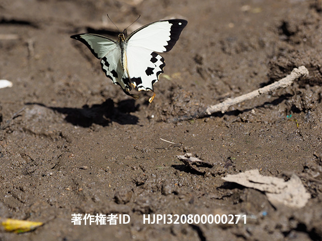 オスジロアゲハ　Papilio dardanus