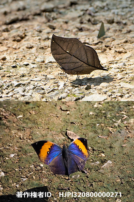 コノハチョウの翅の表と裏　Kallima inachus