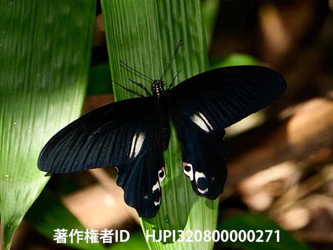 アルクメノールアゲハ　 Papilio alcmenor