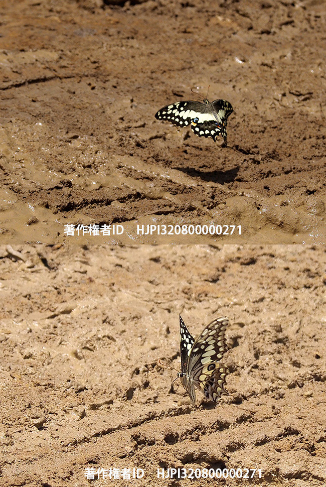 モロンダバオナシアゲハの飛翔　Papilio morondavana