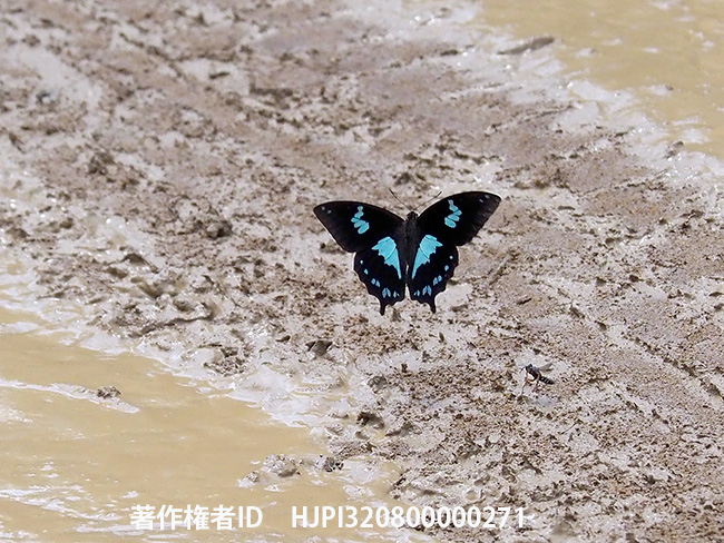 エピフォルバスルリアゲハの飛翔　Papilio epiphorbas
