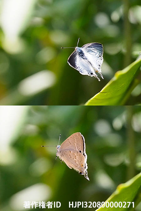 マダガスカルオナガシジミの飛翔　Leptomyrina phidias
