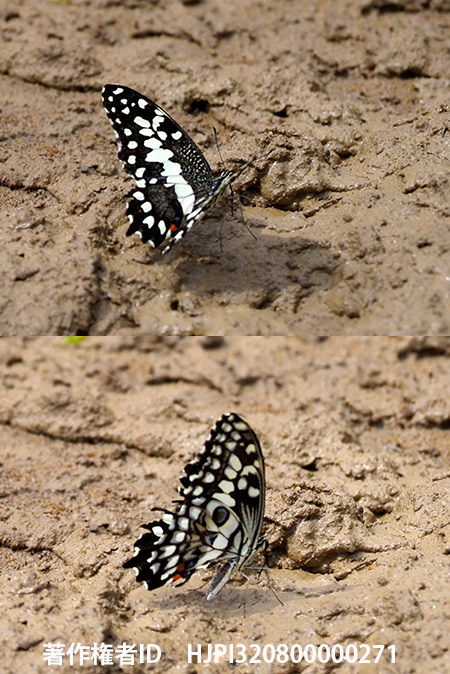 マダガスカルオナシアゲハ　Papilio erithonioides