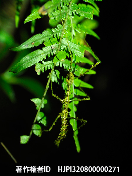 マダガスカルコケナナフシ　Antongilia laciniata