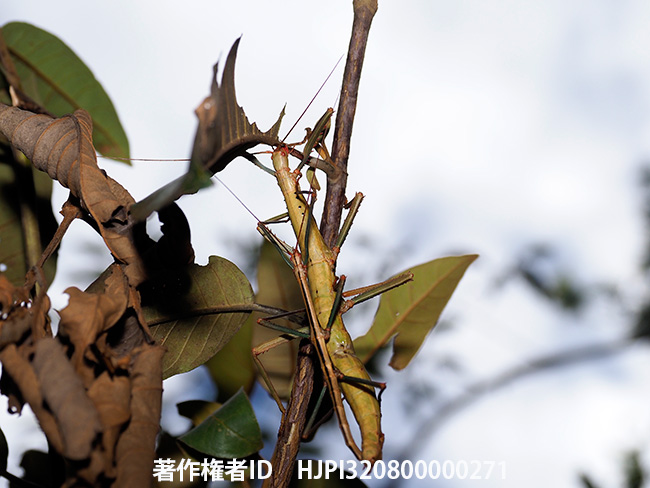 ナナフシの交尾　Leiophasma nigrotuberculatum modestum