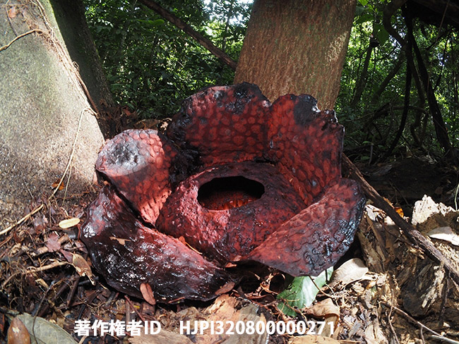 ラフレシア　Rafflesia tuan-mudae