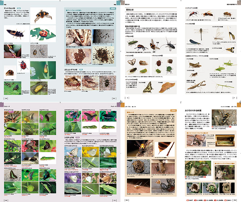 身近な昆虫識別図鑑、増補改訂新版発売のお知らせ