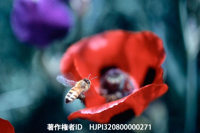 ヒナゲシの花に来たミツバチ　ミノルタX-1
