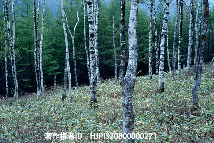 春の白樺林　キャノンフレックスRM