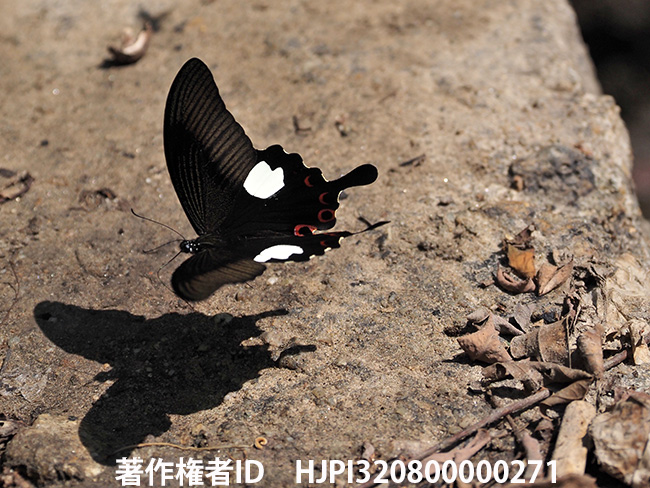モンキアゲハの飛翔　Papilio helenus