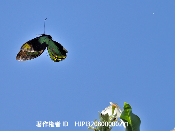 ビクトリアトリバネアゲハ♂の飛翔　 Ornithoptera victoriae