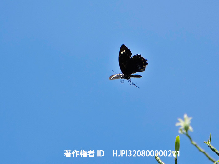 ブリッジモンキアゲハ  Papilio bridgei